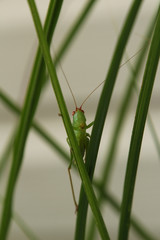 Portrait of a Long Spurred Meadow Katydid