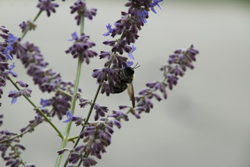 Profile of a Pollinator