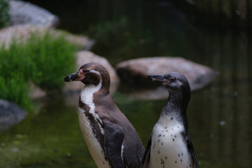 a group of penguins