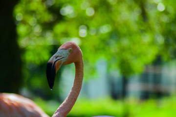 Fototapeta premium Flamingo