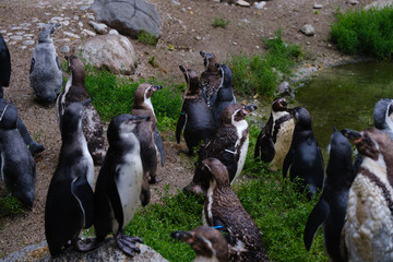 a group of penguins