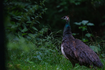 peacock in park