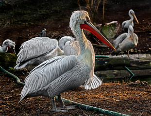 Dalmatian pelican. Latin name - Pelecanus crispus