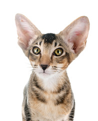 oriental kitten in studio