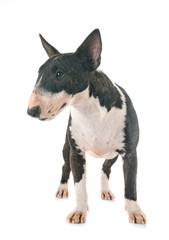 miniature bull terrier in studio