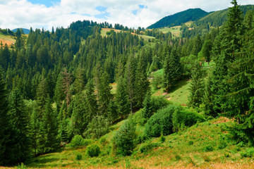 Fototapeta na wymiar Spruces on hills - beautiful summer landscape, cloudy sky at bright sunny day. Carpathian mountains. Ukraine. Europe. Travel background.