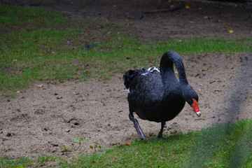 black swan
