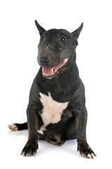 miniature bull terrier in studio
