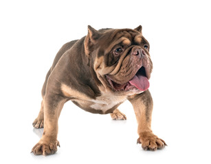 american bully in studio