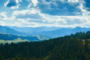 Spruces on hills - beautiful summer landscape, cloudy sky at bright sunny day. Carpathian mountains. Ukraine. Europe. Travel background.