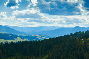 Naklejka na ściany i meble Spruces on hills - beautiful summer landscape, cloudy sky at bright sunny day. Carpathian mountains. Ukraine. Europe. Travel background.