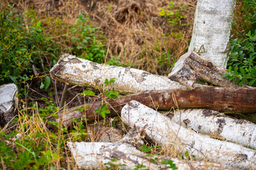 Destroyed trees after a storm  line the path through nature