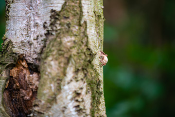 Mushrooms  grow on the tree at an old birch