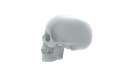 3d rendering of multiple views of a human skull isolated in white background