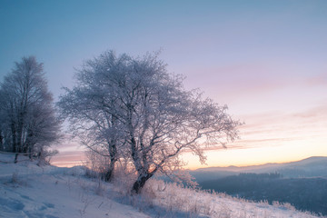 Winter landscape. Winter rural road and trees covered with snow and frost on sunrise (sunset). natural background
