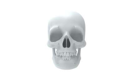 3d rendering of multiple views of a human skull isolated in white background