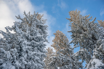 winter landscape. pine trees covered with snow