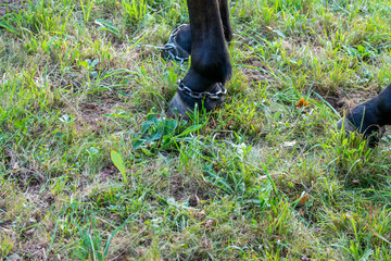 Horse foot in chains grazing on green field at sunset in Transylvania, Romania.