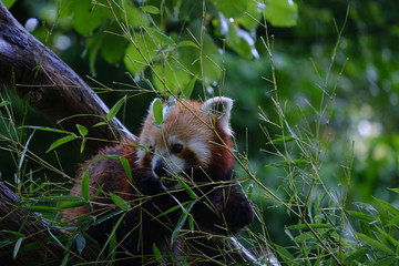 Ailurus fulgens 02