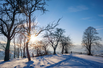 winter landscape. pine trees covered with snow