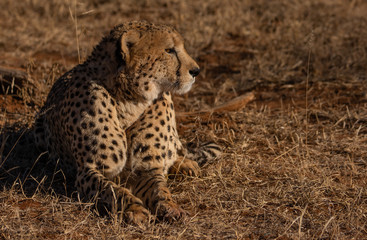 Cheetah lying down facing viewer and looking right.