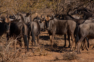Fototapeta premium Herd of blue wildebeest standing together