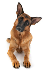 german shepherd in studio