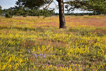 Obraz premium Colorful blossom field in summertime