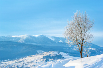 Fototapeta na wymiar winter landscape. pine trees covered with snow