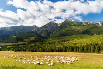 flock of sheep in Belianske tatras mountains, Slovakia