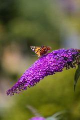 Distelfalter Schmetterling