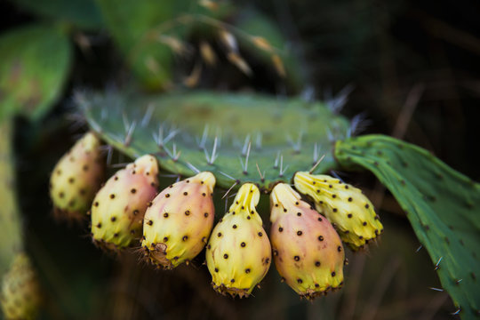 Tzabar cactus