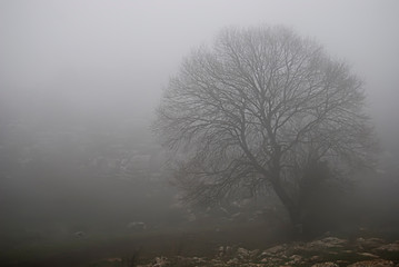 Tree in the fog at Torcal de Antequera in Spain