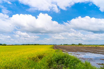 Fototapeta premium Rice field green grass with blue cloudy sky in Thailand.
