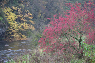 river valley Jihlava, Templstejn, Czech Republic