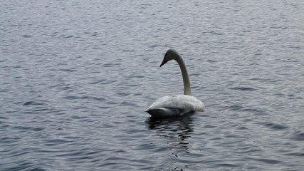 finland mid summer swan