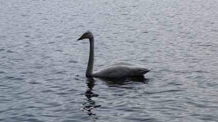 finland mid summer swan
