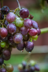 bunch of red grapes