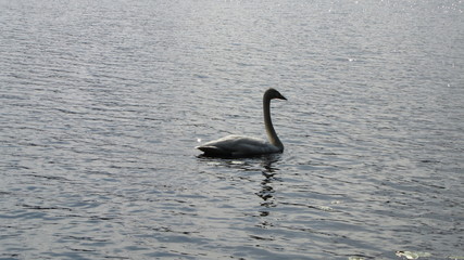finland mid summer swan