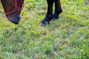 Horse foot in chains grazing on green field at sunset in Transylvania, Romania.