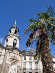 Fototapeta na wymiar palmier sur Rennes