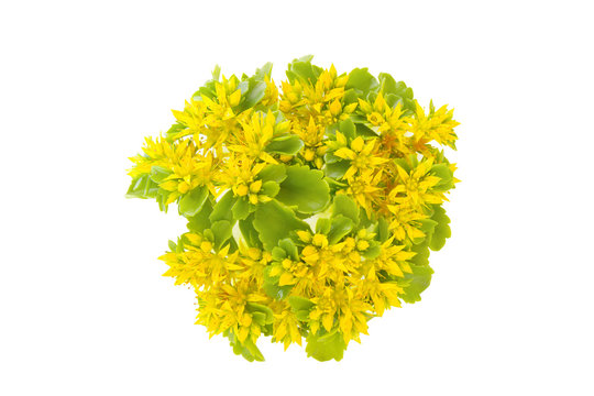 Flower and bud and leaf of the Phedimus ellacombianus, Phedimus aizoon or Aizoon Stonecrop isolated on white background.Top view