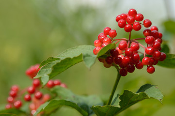 Obraz premium Red ripe berries of viburnum. A branch of red viburnum in the garden or in the forest. Autumn berry, colorful natural background. Wallpaper or image for design with viburnum. Guelder rose.