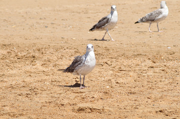 Gaviotas en los corrales de pesca de Chipiona, Cádiz