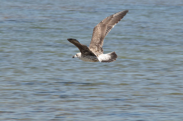 Gaviotas en los corrales de pesca de Chipiona, Cádiz