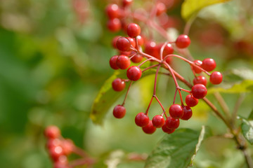 Red ripe berries of viburnum. A branch of red viburnum in the garden or in the forest. Autumn berry, colorful natural background. Wallpaper or image for design with viburnum. Guelder rose.