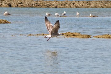 Gaviotas en los corrales de pesca de Chipiona, Cádiz