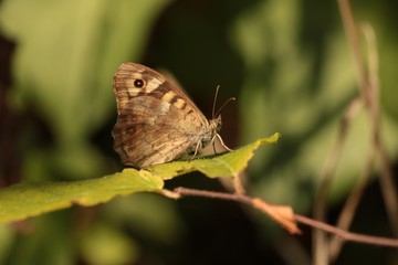 Fototapeta premium Tircis