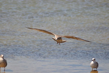 Gaviotas en los corrales de pesca de Chipiona, Cádiz