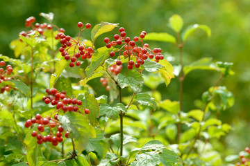 Red ripe berries of viburnum. A branch of red viburnum in the garden or in the forest. Autumn berry, colorful natural background. Wallpaper or image for design with viburnum. Guelder rose.